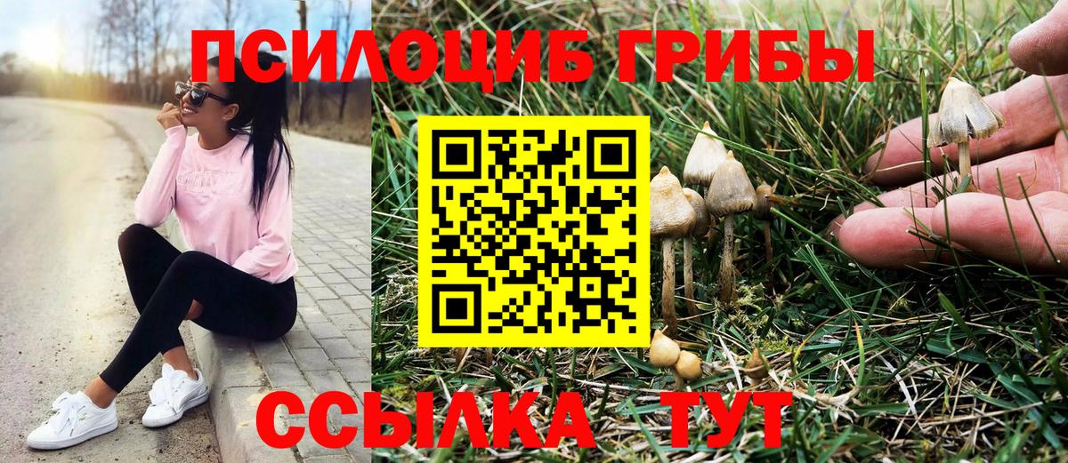 Галлюциногенные грибы Psilocybine cubensis Георгиевск